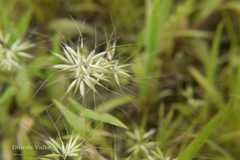 Jansenella griffithiana